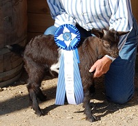 Fall Over Farms Little Man